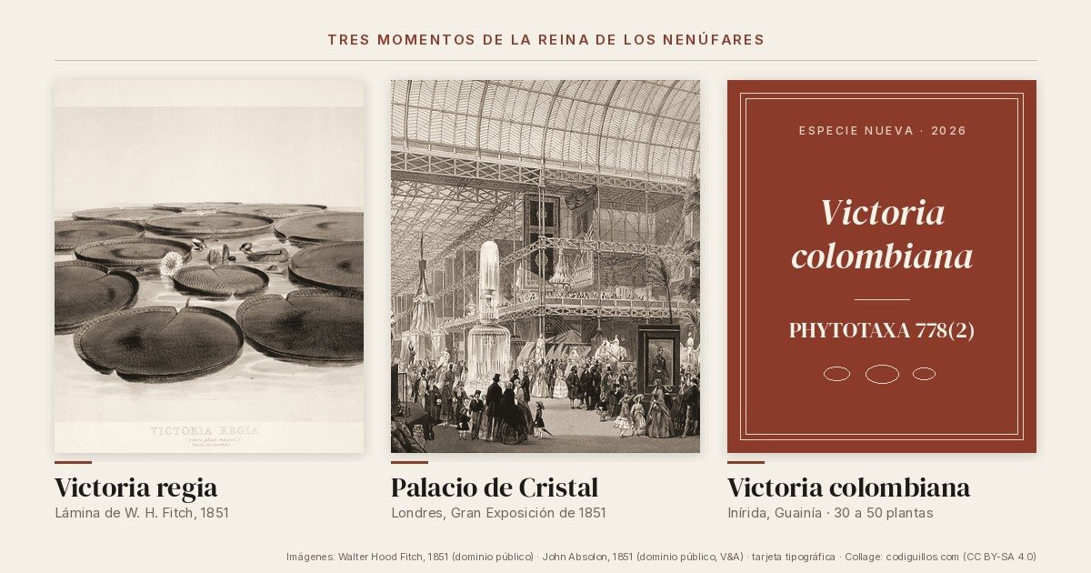 Collage de tres paneles: lámina de Victoria regia de 1851, interior del Palacio de Cristal de Londres y tarjeta tipográfica de la Victoria colombiana