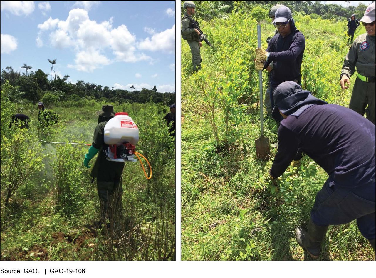 Erradicadores fumigan y arrancan arbustos de coca en un cultivo en Colombia, custodiados por militares