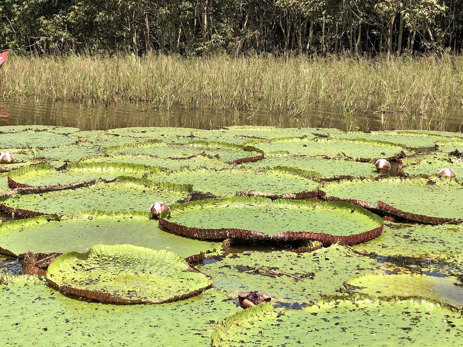 Hojas gigantes y redondas de Victoria amazonica flotando en un lago amazónico, con botes al fondo