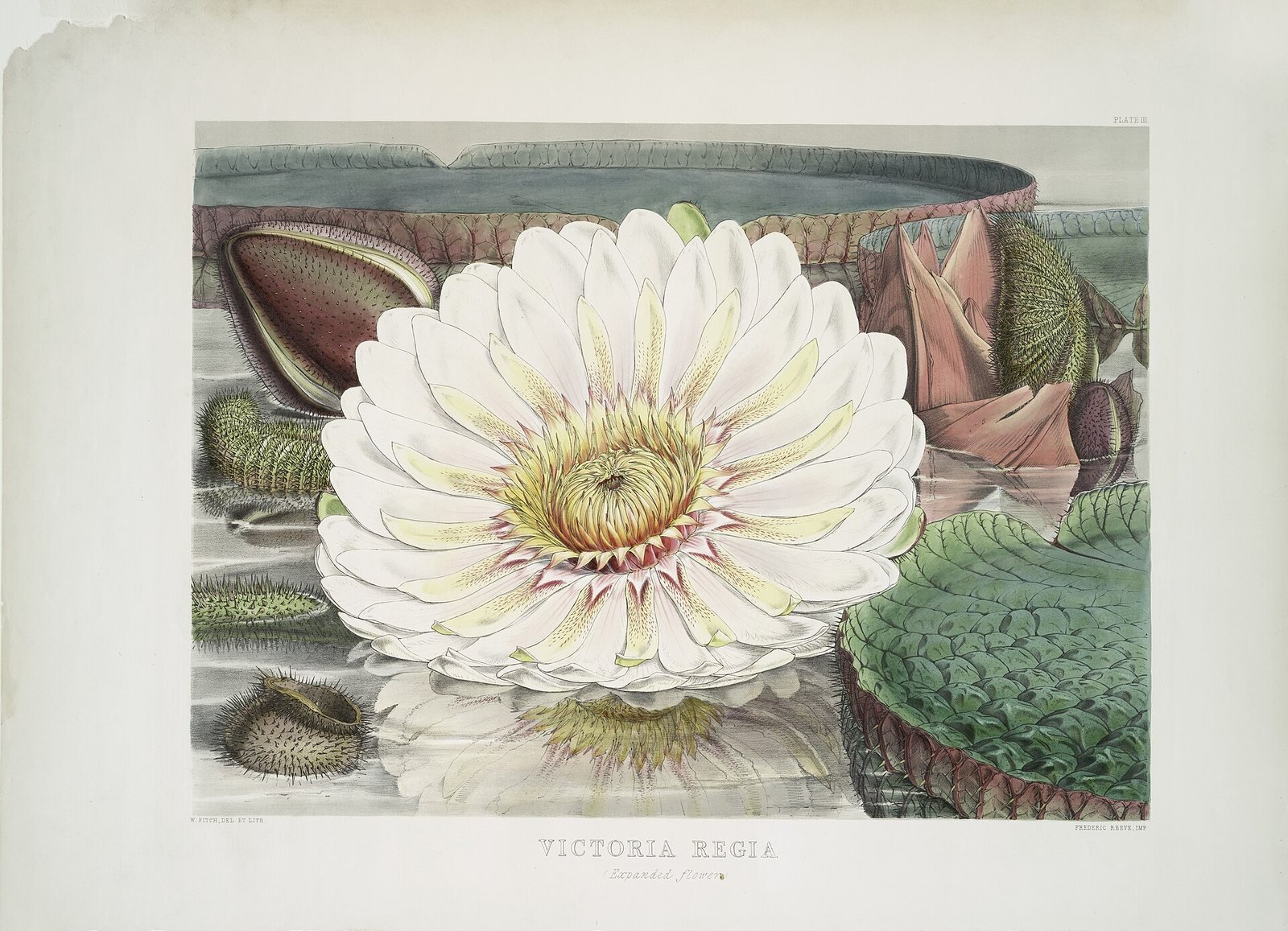 Lámina botánica de 1851 con la flor blanca abierta de la Victoria regia sobre sus hojas