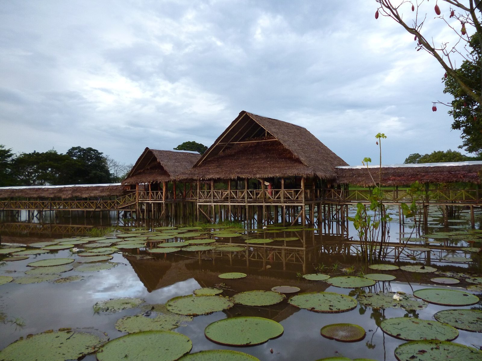 Estanque con hojas de Victoria regia frente a una construcción de madera en Leticia, Amazonas